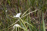 Henry's spiderlilly